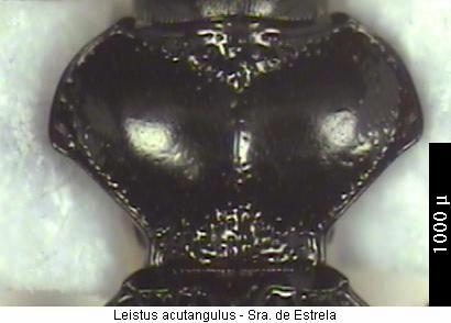 leistus_acutangulus_hsch.jpg