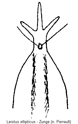 leistus_ellipticus_zunge.gif