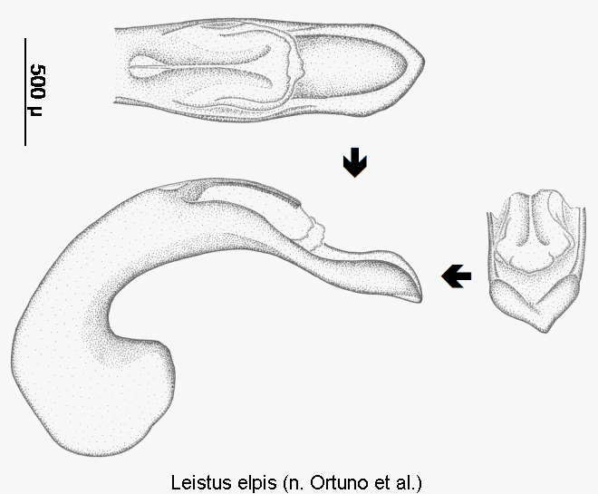 leistus_elpis.gif