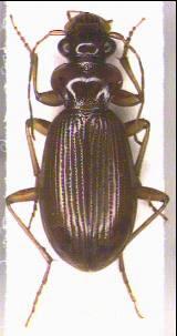 leistus_ferrugineus_hab.jpg