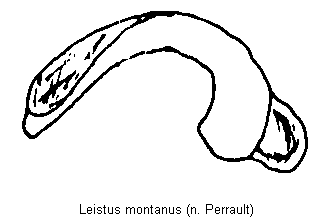 leistus_montanus.gif