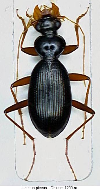 leistus_piceus_hab.jpg