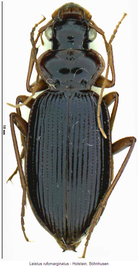 leistus_rufomarginatus_hab.jpg