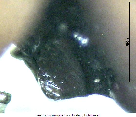 leistus_rufomarginatus_mbr.jpg