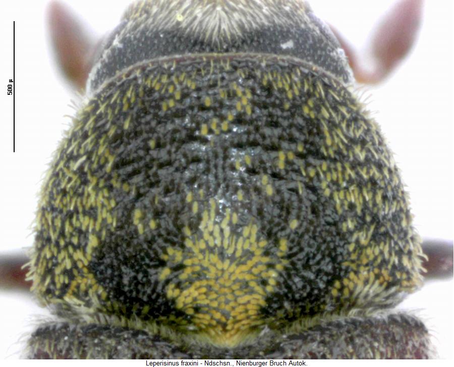 leperisinus_fraxini_hsch.jpg