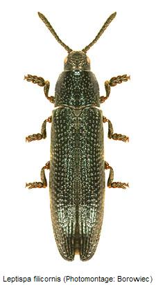 leptispa_filicornis_hab.jpg