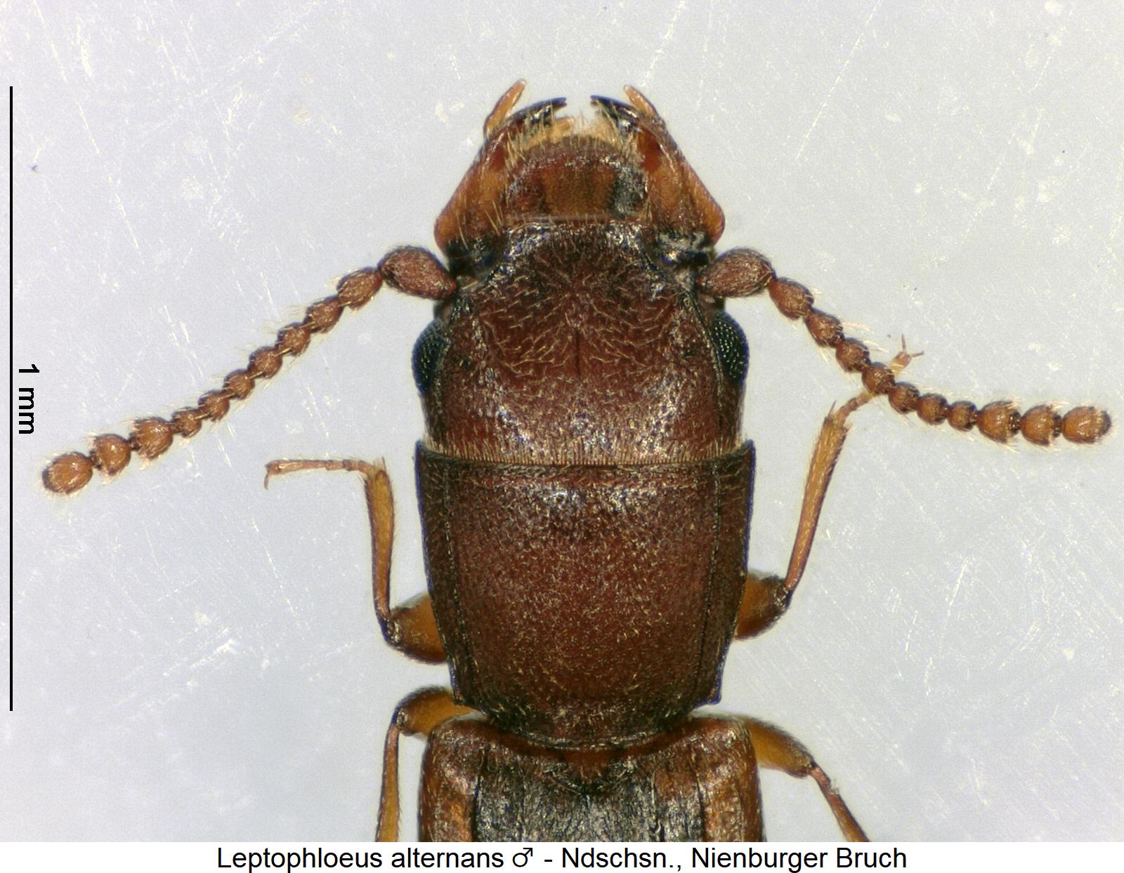 leptophloeus_alternans_m_vk.jpg