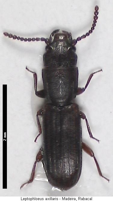 leptophloeus_axillaris_hab.jpg