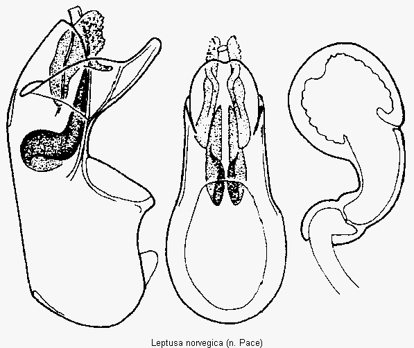 leptusa_norvegica.gif