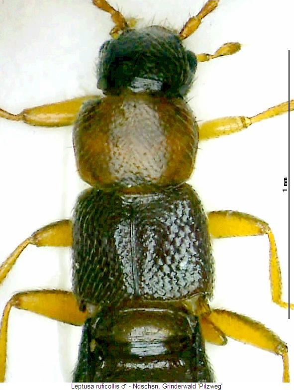 leptusa_ruficollis_vk.jpg