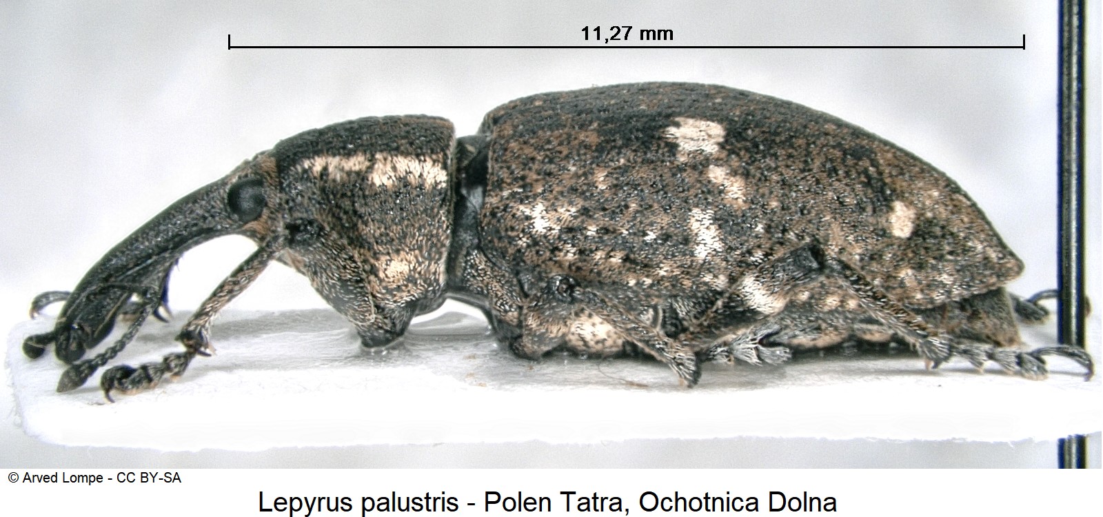 lepyrus_palustris_ck32746841_sa.jpg