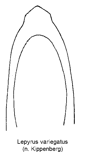 lepyrus_variegatus.gif