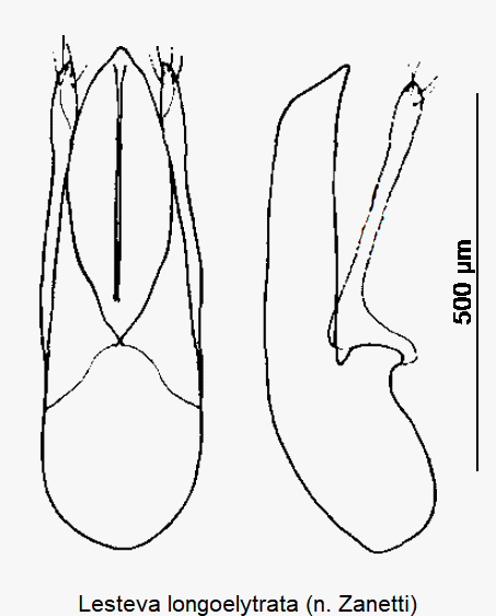 lesteva_longoelytrata-1.gif