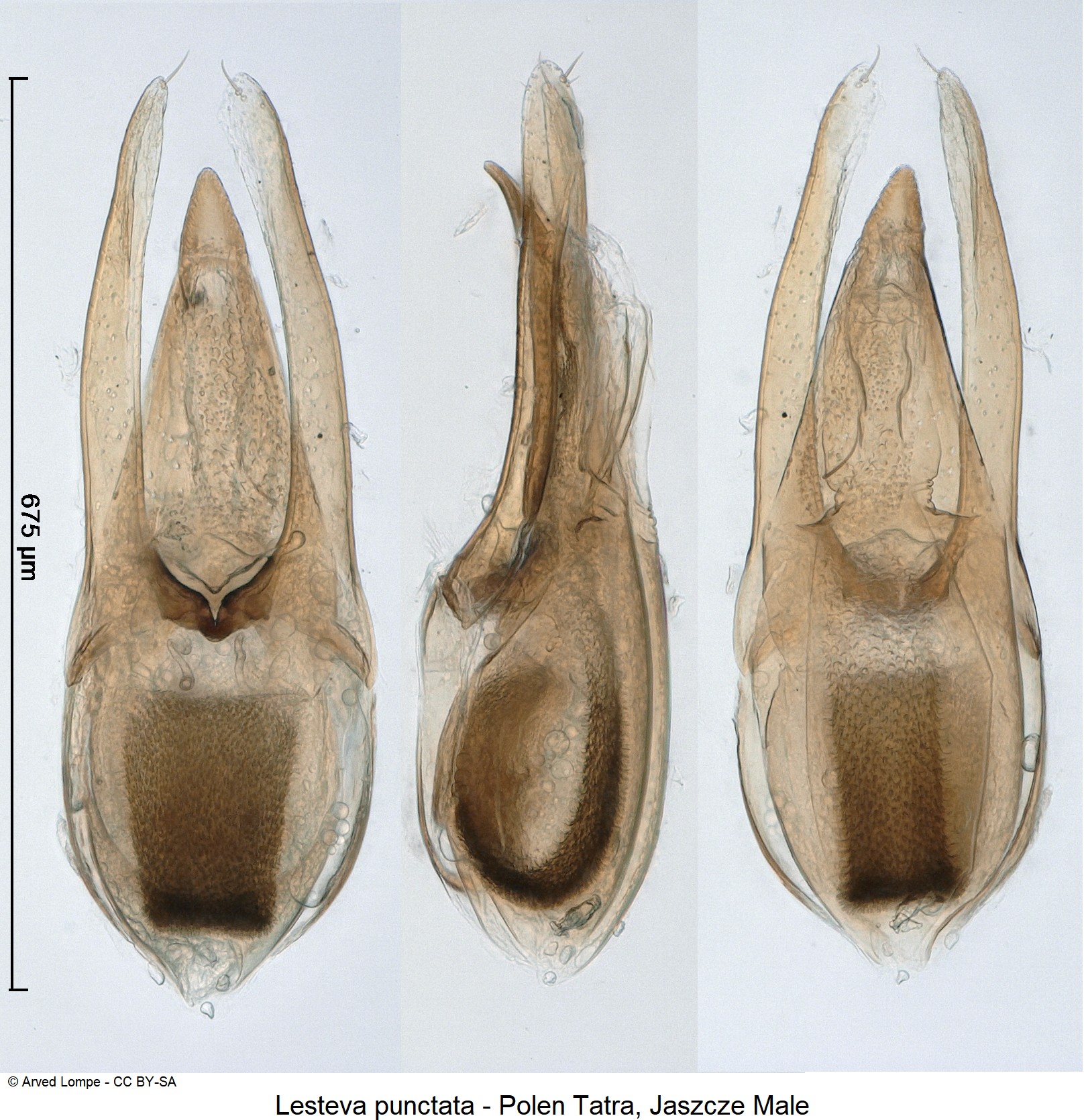 lesteva_punctata_ck33294606.jpg