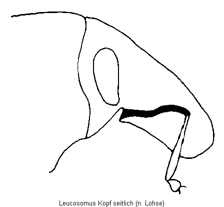 leucosomus_kopf.gif