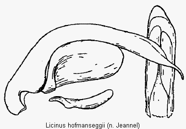 licinus_hofmanseggii.gif