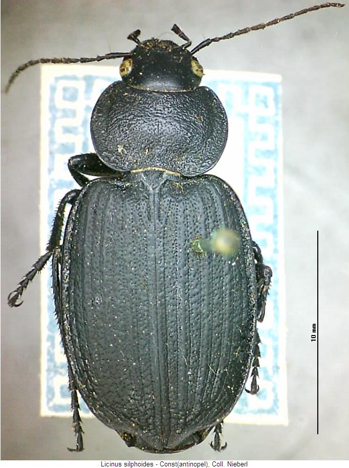 licinus_silphoides_hab.jpg
