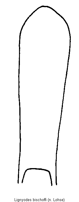 lignyodes_bischoffi.gif