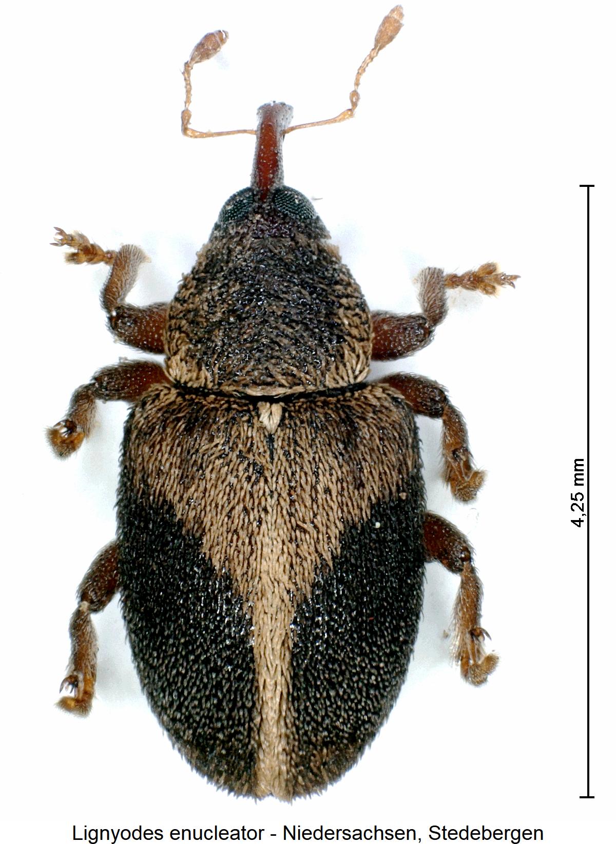 lignyodes_enucleator_hab1.jpg