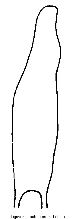 lignyodes_suturatus.gif
