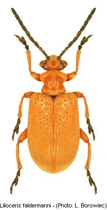 lilioceris_faldermanni.jpg