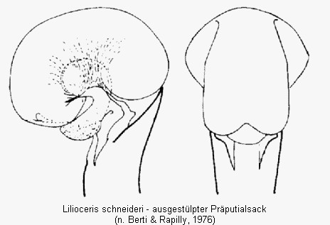 lilioceris_schneideri.gif
