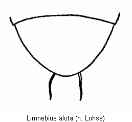 limnebius_aluta_pyg.gif