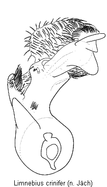 limnebius_crinifer.gif