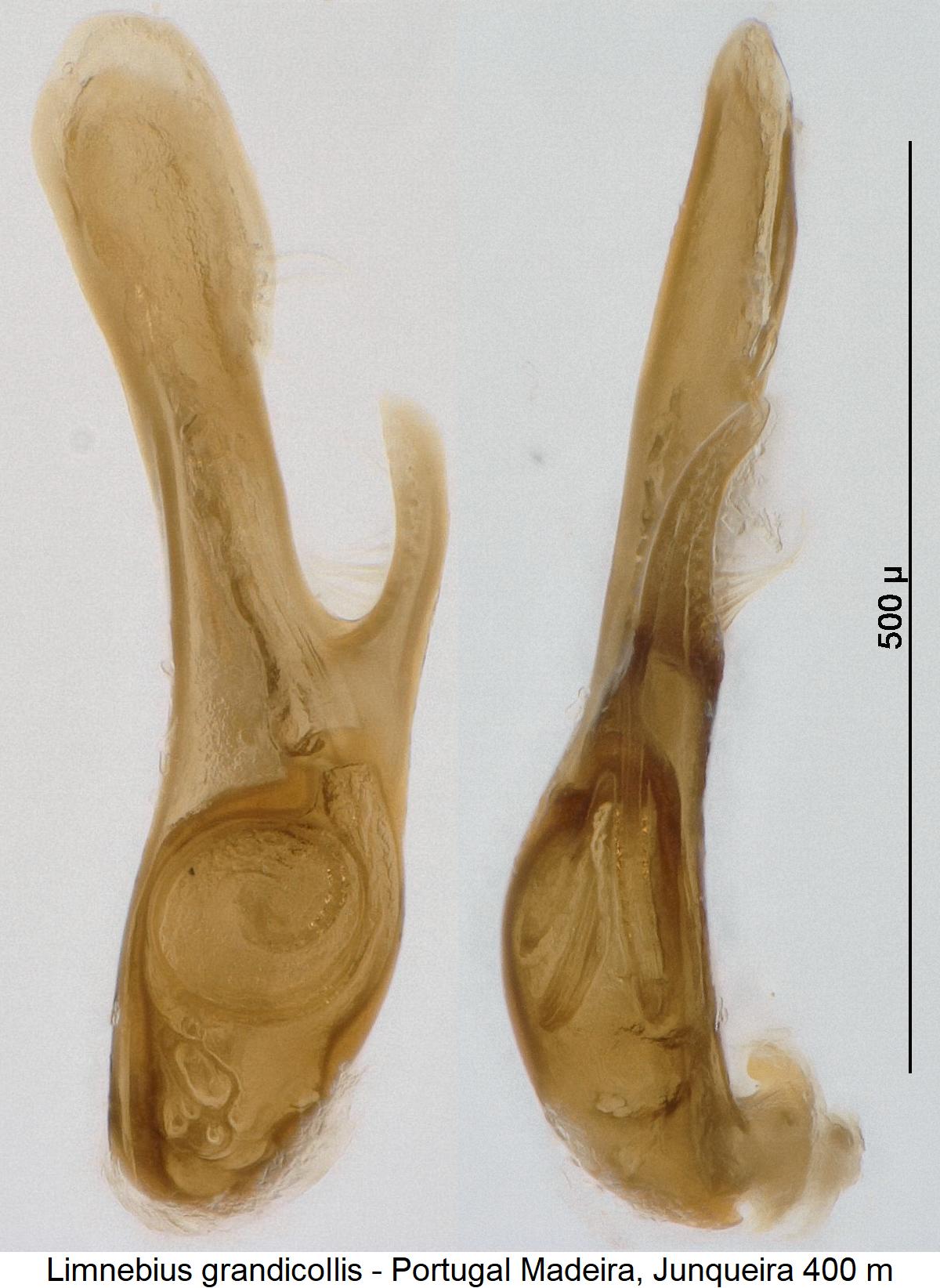 limnebius_grandicollis.jpg