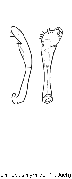 limnebius_myrmidon.gif