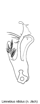 limnebius_nitidus.gif