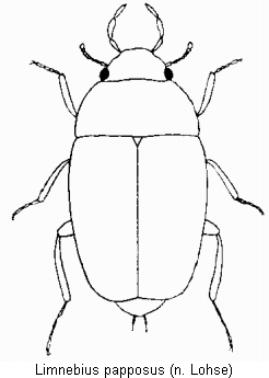 limnebius_papposus_hab.gif
