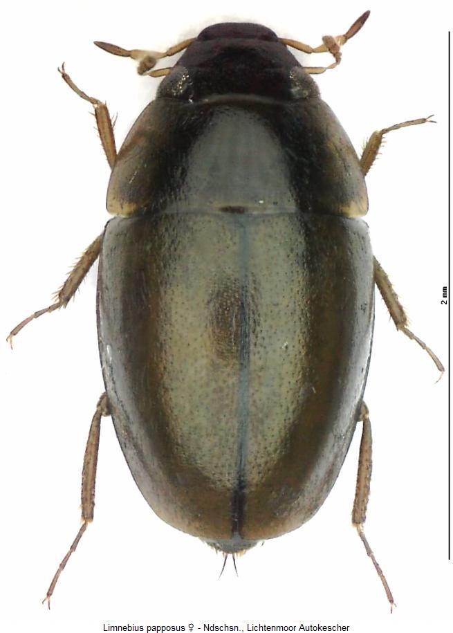 limnebius_papposus_hab.jpg