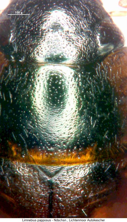 limnebius_papposus_hsch.jpg