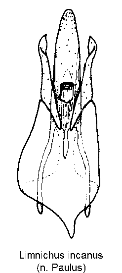 limnichus_incanus.gif