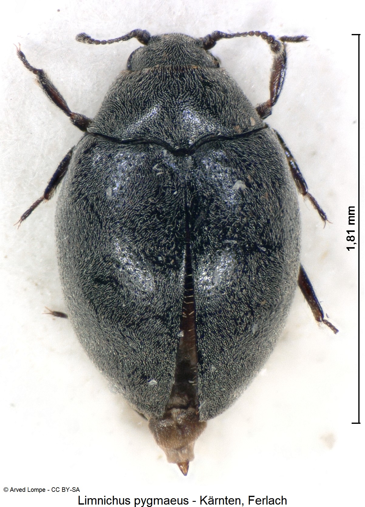 limnichus_pygmaeus_ck7715_hab.jpg