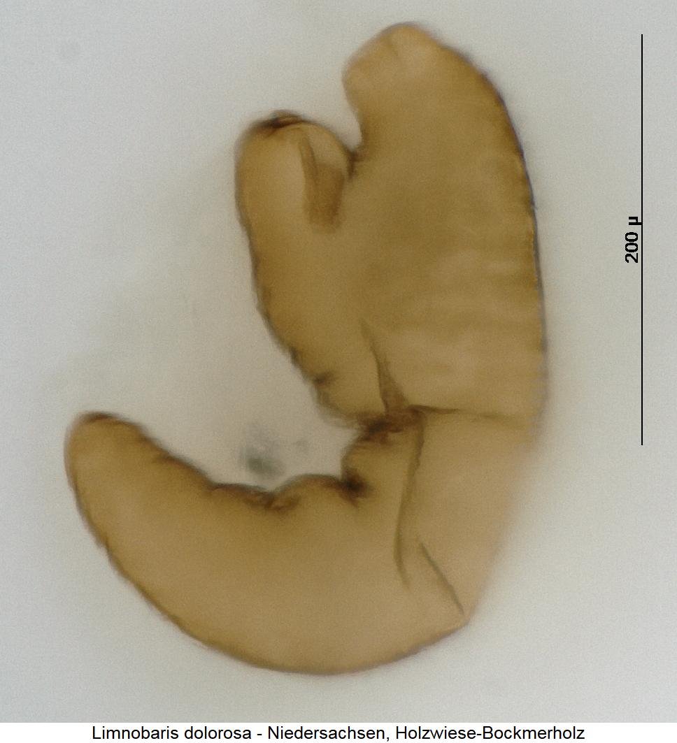 limnobaris_dolorosa_sperm.jpg