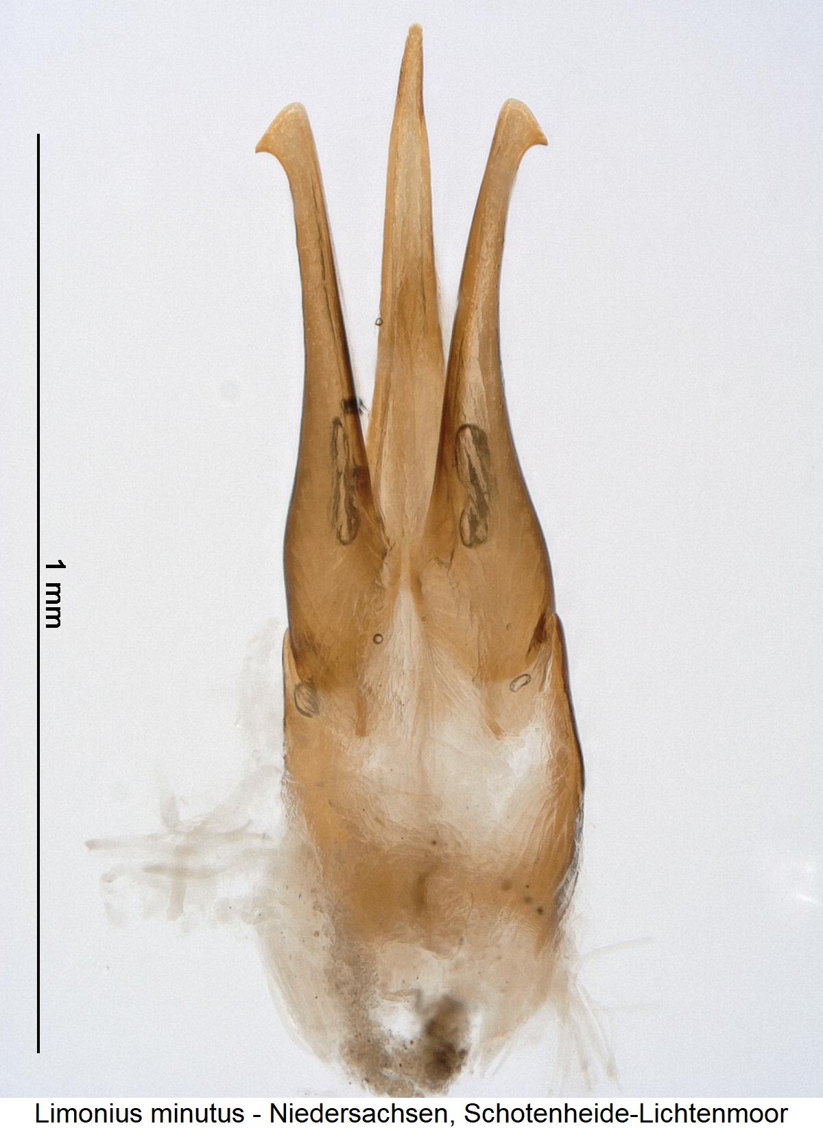 limonius_minutus1.jpg
