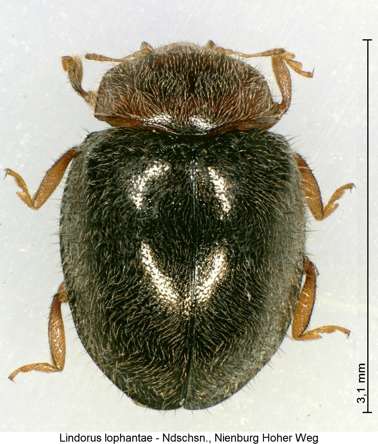 lindorus_lophantae_hab1.jpg