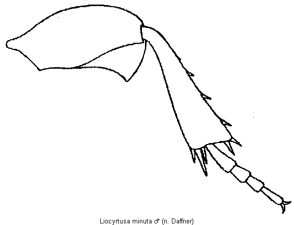 liocyrtusa_minuta_hschl.gif