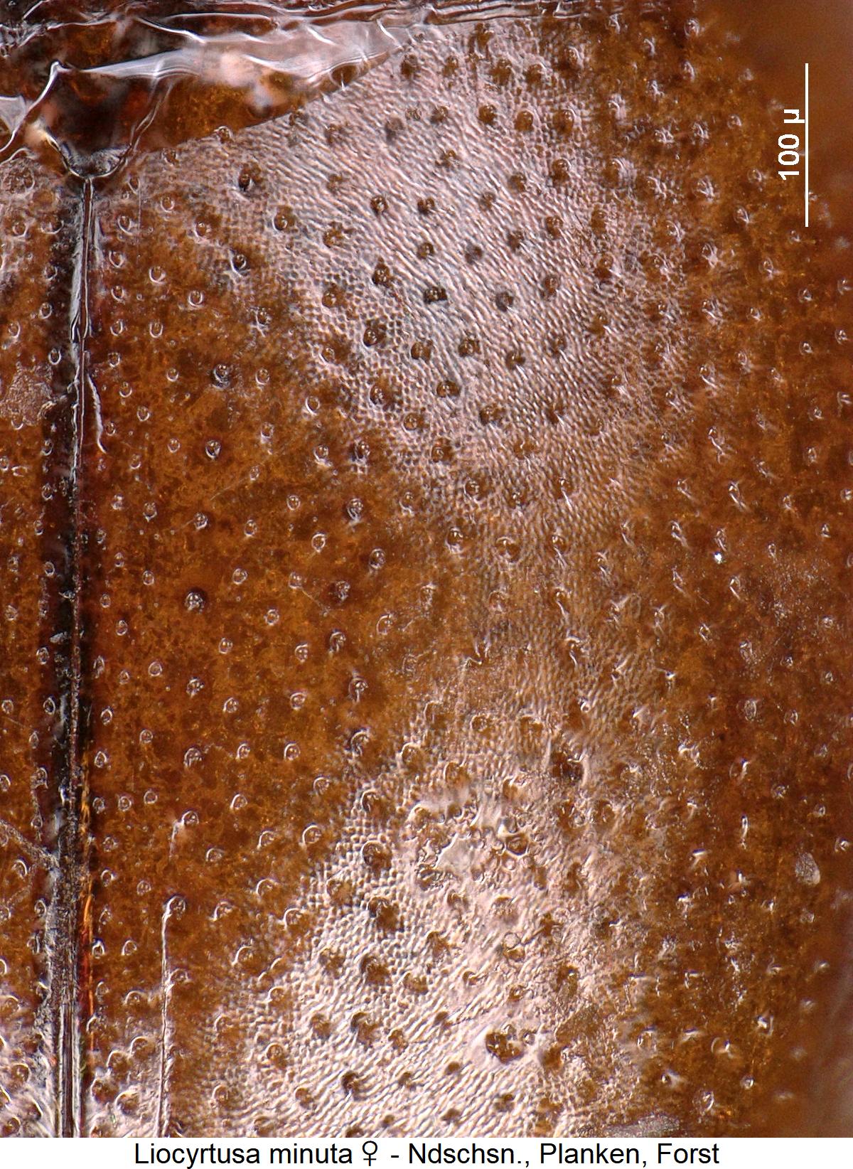 liocyrtusa_minuta_w_ms.jpg