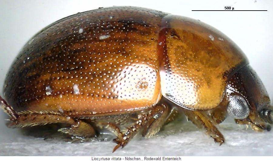 liocyrtusa_vittata_hsch.jpg
