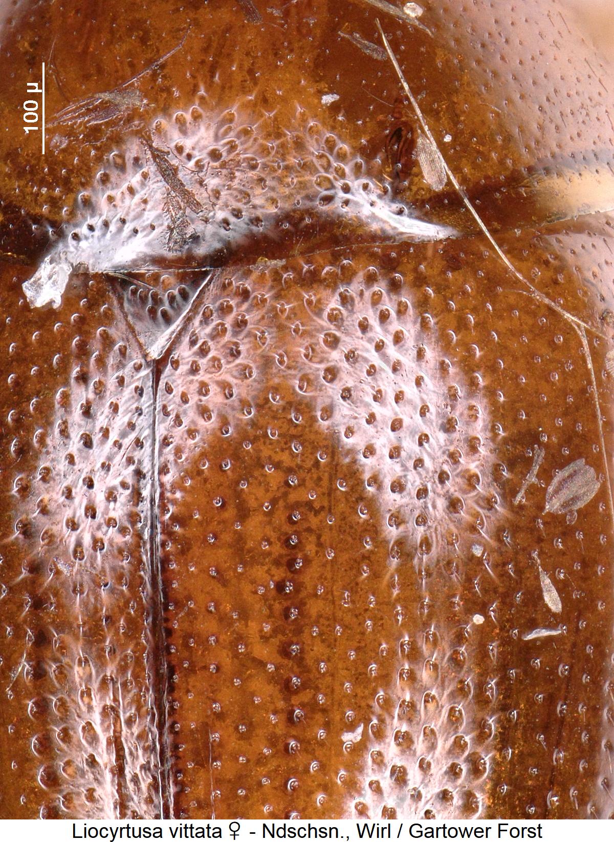 liocyrtusa_vittata_w_int.jpg