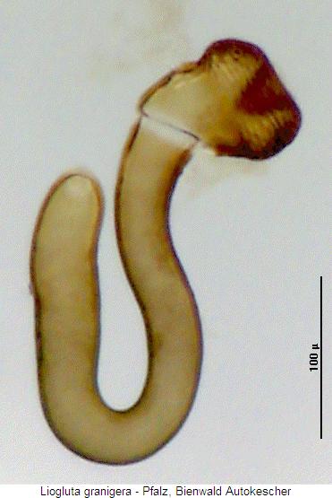 liogluta_granigera_sperm.jpg
