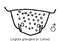 liogluta_granigera_tergit.gif