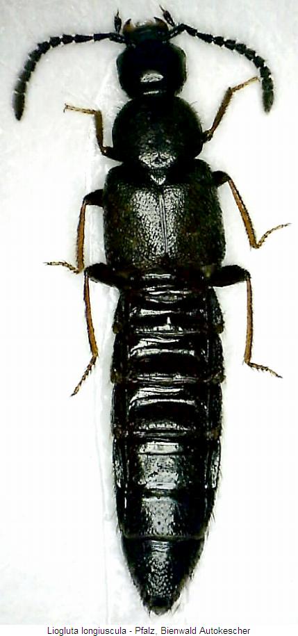 liogluta_longiuscula_hab.jpg
