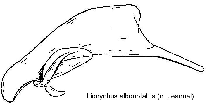 lionychus_albonotatus_aed.jpg