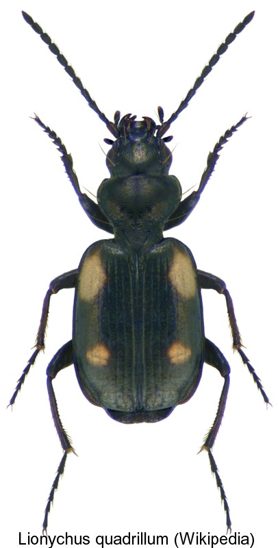 lionychus_quadrillum_hab.jpg