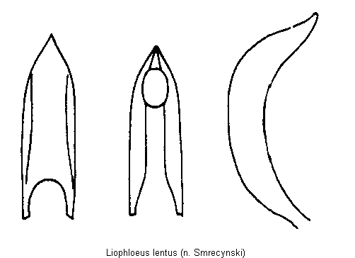 liophloeus_lentus.gif