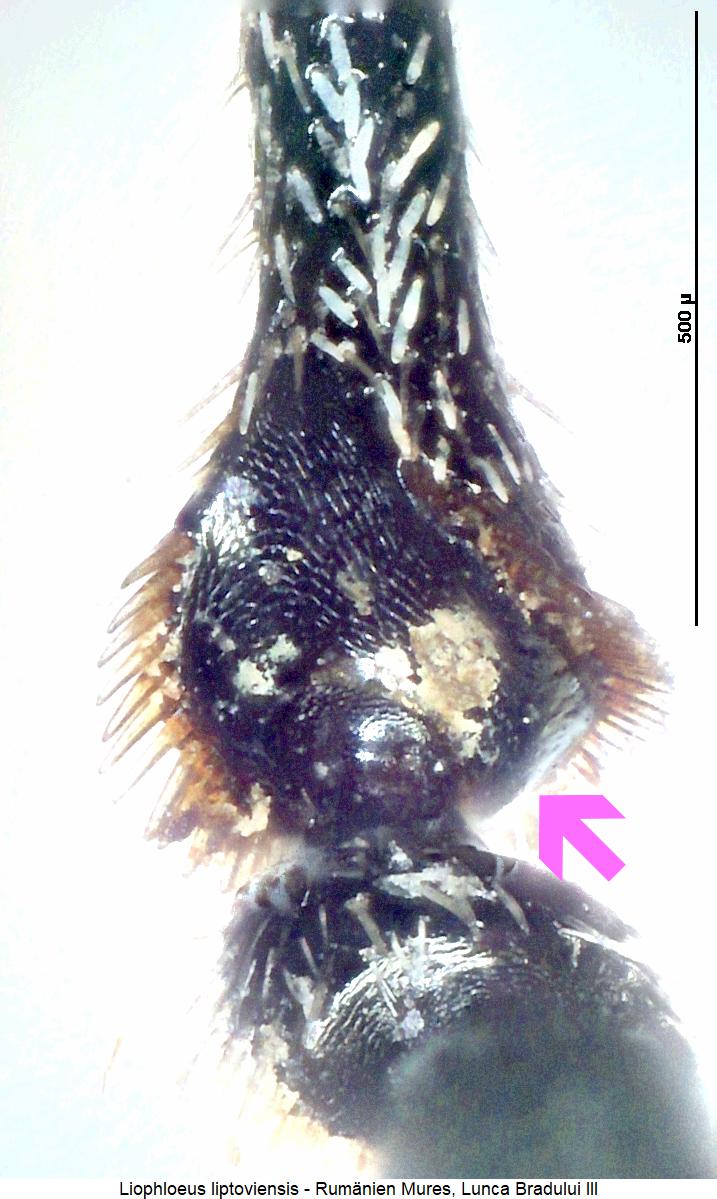 liophloeus_liptoviensis_hschn.jpg